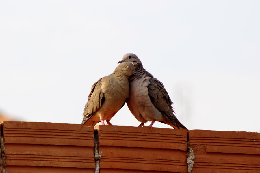 つがいの鳥